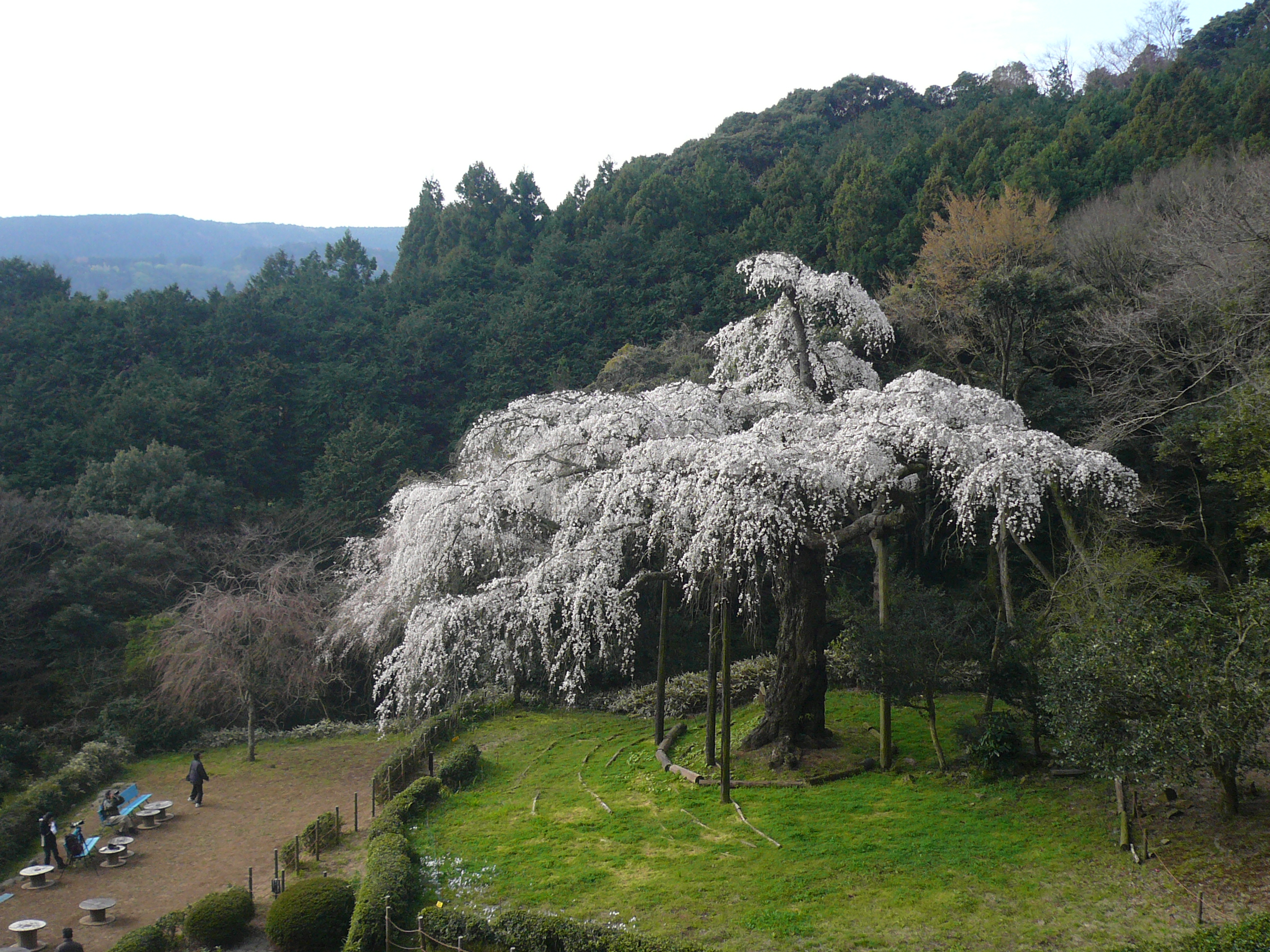 小田原市 記者発表資料「長興山紹太寺のしだれ桜が開花しました！」