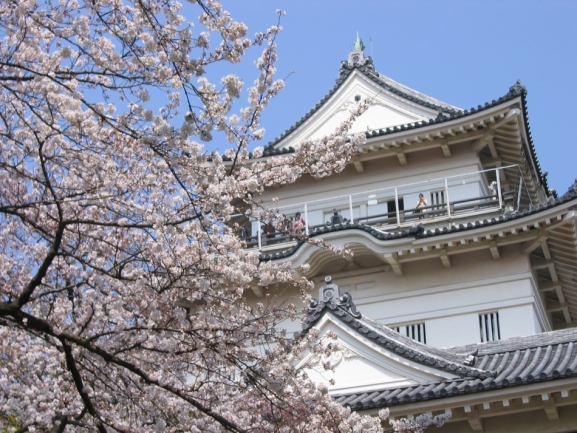 桜と小田原城天守閣