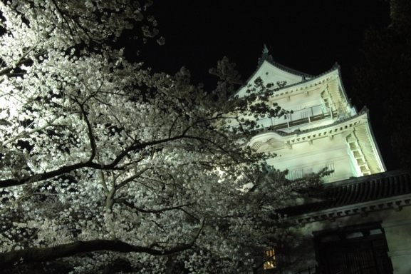 天守閣と夜桜