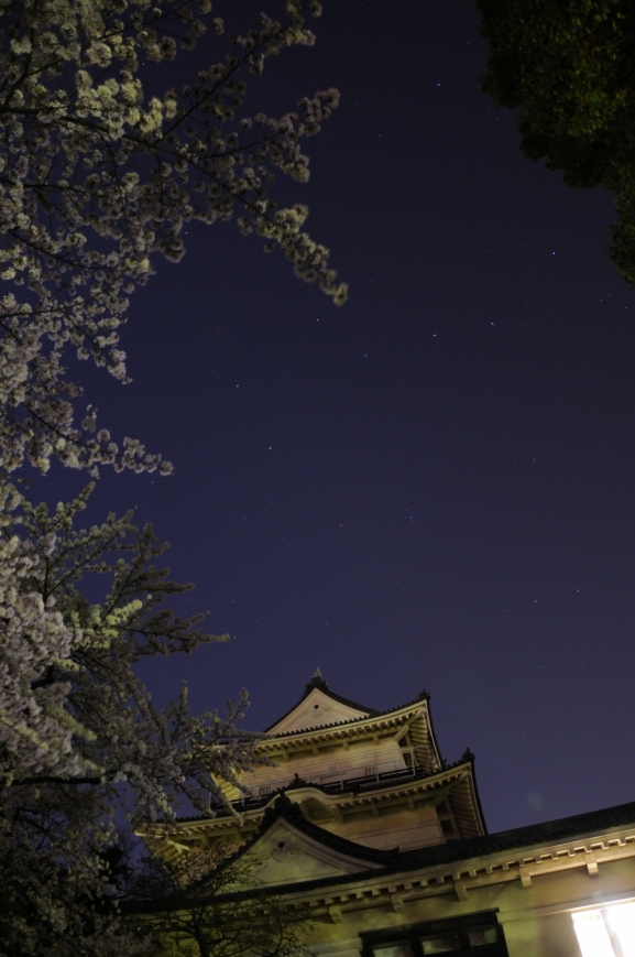 小田原城天守閣と夜桜