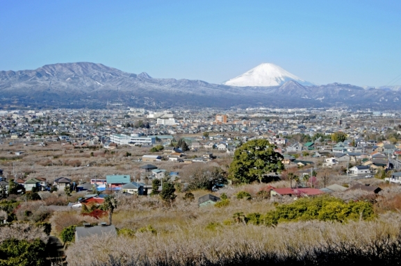 曽我梅林と富士山