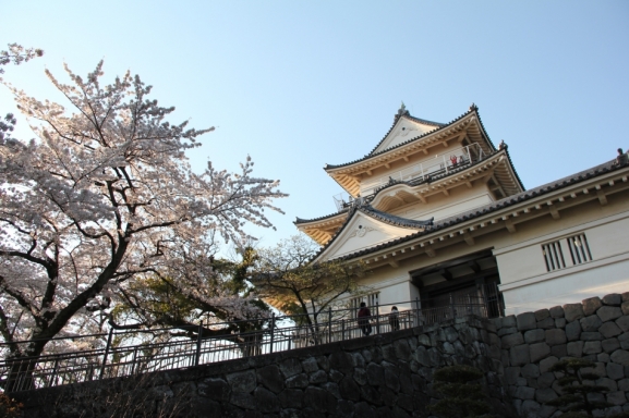 小田原城天守閣と桜