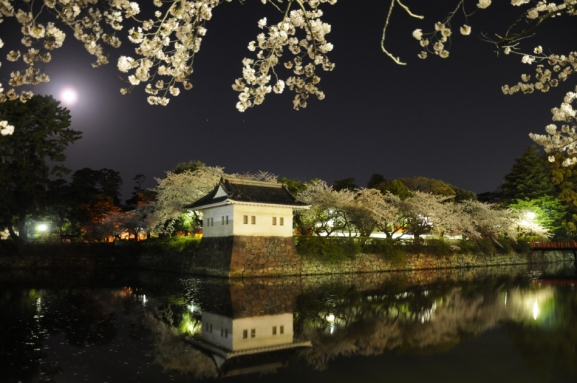 城址公園の夜桜