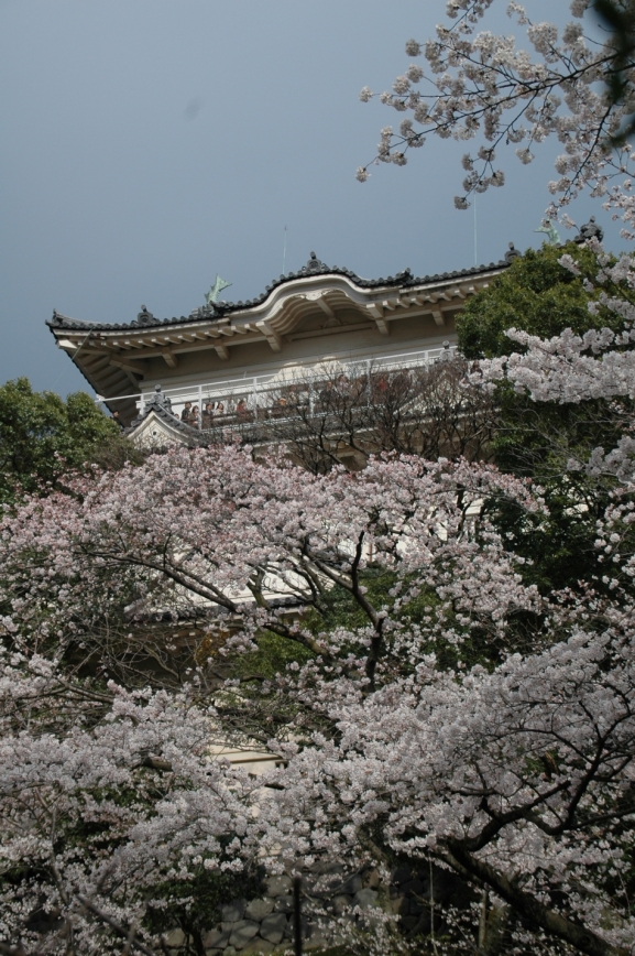 小田原城天守閣と桜