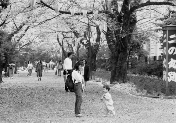 城内小横桜並木