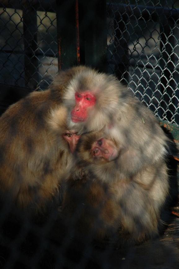 城址公園の猿