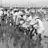 報徳小学校田植え(1枚目)写真を拡大表示する