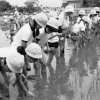 報徳小学校田植え(2枚目)写真を拡大表示する