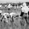 報徳小学校田植え(3枚目)写真を拡大表示する