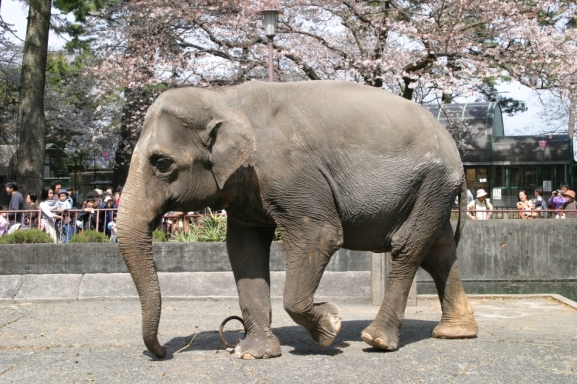 桜とウメ子