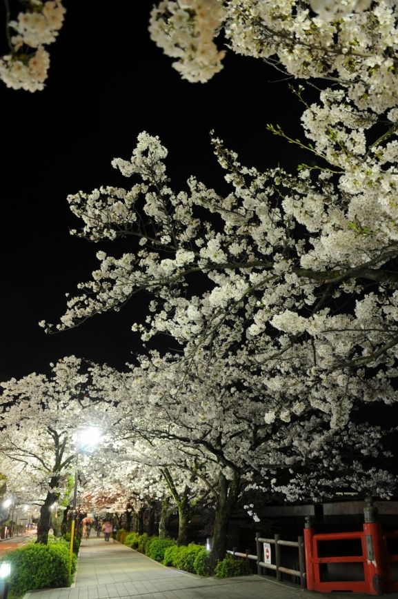 お堀端の桜