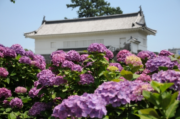 小田原城祉公園のあじさい