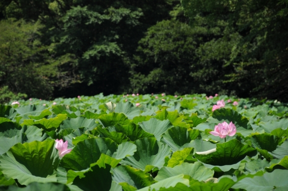 城址公園のはす