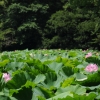 城址公園のはす(1枚目)写真を拡大表示する