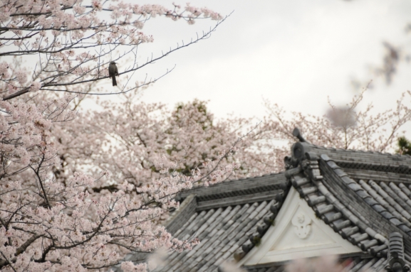 お堀端の桜