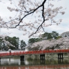 お堀端の桜(2枚目)写真を拡大表示する