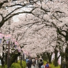 お堀端の桜(3枚目)写真を拡大表示する