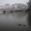 小田原城雪景色(2枚目)写真を拡大表示する