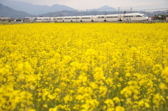 栢山の菜の花畑