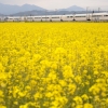 栢山の菜の花畑(1枚目)写真を拡大表示する