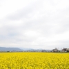 栢山の菜の花畑(2枚目)写真を拡大表示する