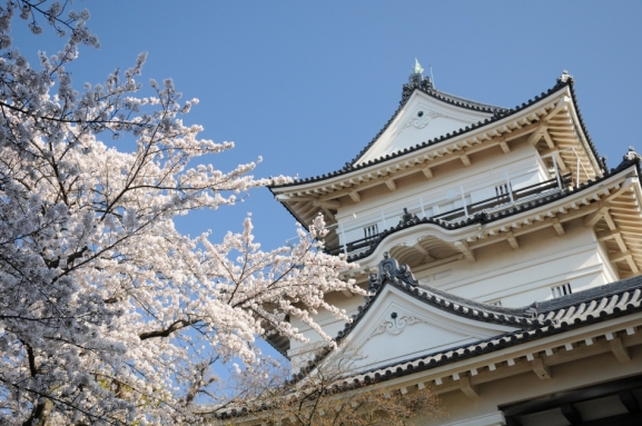 天守閣と桜