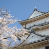 天守閣と桜(1枚目)写真を拡大表示する