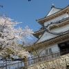 天守閣と桜(2枚目)写真を拡大表示する