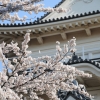 天守閣と桜(3枚目)写真を拡大表示する