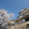 天守閣と桜(4枚目)写真を拡大表示する