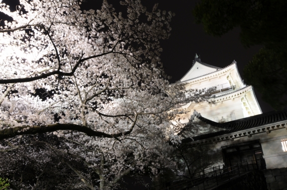 天守閣と夜桜