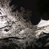 天守閣と夜桜(2枚目)写真を拡大表示する