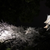 天守閣と夜桜(3枚目)写真を拡大表示する