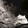 天守閣と夜桜(4枚目)写真を拡大表示する