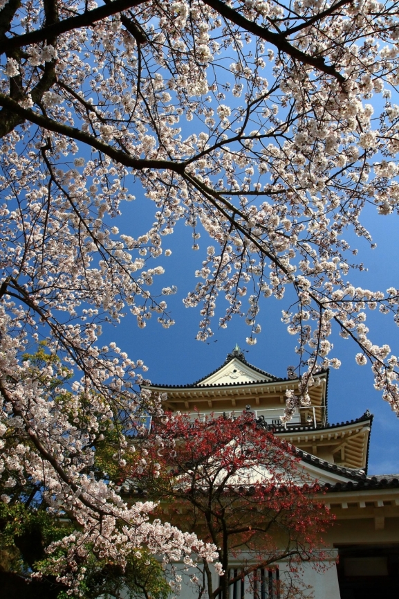 小田原城天守閣と桜