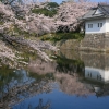 桜まつり(1枚目)写真を拡大表示する