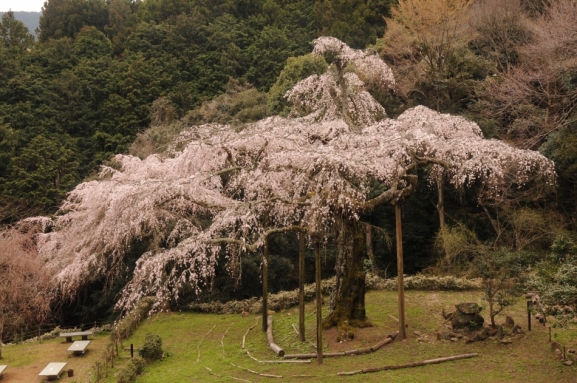 長興山のしだれ桜