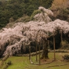 長興山のしだれ桜(1枚目)写真を拡大表示する