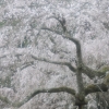 長興山のしだれ桜(2枚目)写真を拡大表示する