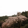 長興山のしだれ桜(3枚目)写真を拡大表示する