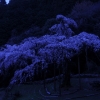 長興山のしだれ桜(4枚目)写真を拡大表示する