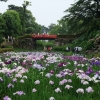 小田原城あじさい花菖蒲まつり(2枚目)写真を拡大表示する