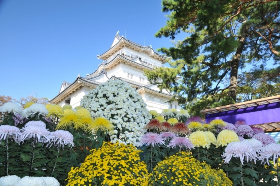 小田原城菊花展