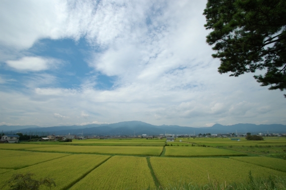 栢山の田園風景