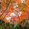 松永記念館の紅葉(3枚目)写真を拡大表示する