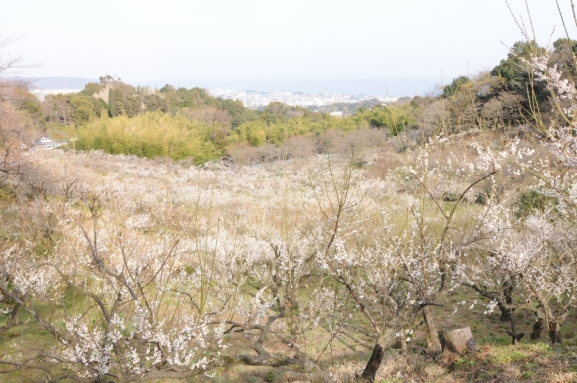 梅林(辻村植物公園)_H23