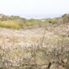 梅林(辻村植物公園)_H23(1枚目)写真を拡大表示する