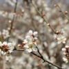 梅林(辻村植物公園)_H23(3枚目)写真を拡大表示する