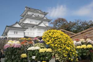 小田原城菊花展【令和6年11月2日(土)～17日(日)】