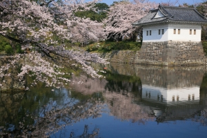 小田原桜まつり(3月下旬～4月上旬)